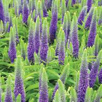 veronica spicata royal candles large plant 1 x 2 litre potted veronica ...