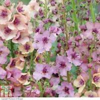 verbascum x hybrida southern charm garden ready 15 verbascum garden re ...