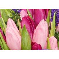 Veronicas and Tulips