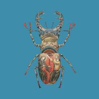 Venetian Stag Beetle By Magnus Gjoen