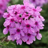 Verbena \'Endurascape Lavender\' - 5 verbena plug plants