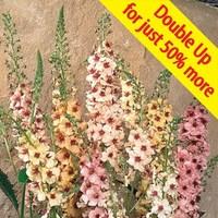 verbascum southern charm 24 large plants