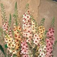 verbascum southern charm 12 large plants