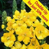 verbascum banana custard 24 large plants