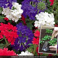 Verbena \'Union Jack\' (Garden Ready) - 30 garden-ready verbena plug plants