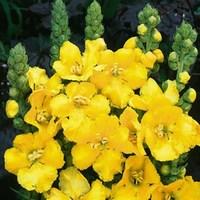 Verbascum Banana Custard 12 Large Plants