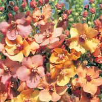 verbascum x hybrida southern charm 6 verbascum plug plants