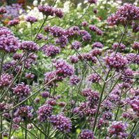 Verbena bonariensis (Seeds) - 1 packet (190 verbena bonariensis seeds)