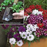 Verbena \'Quartz Mix\' (Garden Ready) - 30 garden ready verbena plug plants