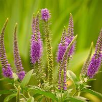 veronica longifolia candied candle large plant 1 veronica plant in 1 l ...