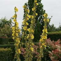 Verbascum olympicum (Large Plant) - 1 verbascum plant in 1 litre pot