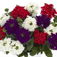 Verbena (Trailing) 12 x 12 cm Pots