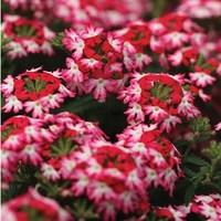 Verbena Hurricane Hot Pink 3 Jumbo Plants