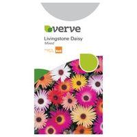 Verve Daisy Seeds