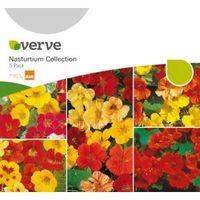 Verve Nasturtium Seeds Collection Mix