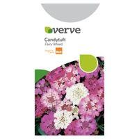Verve Candytuft Seeds Fairy Mix