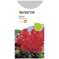 Verve Salvia Splendens Seeds Blaze Of Fire Mix