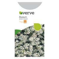 Verve Alyssum Seeds Snow Carpet (Improved Strain) Mix
