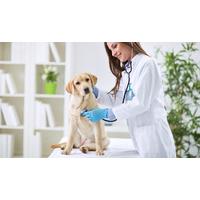 Veterinary Support Assistant (VSA) Training
