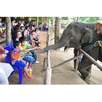 Viator Exclusive: Elephant Conservation Experience in Chiang Mai