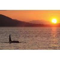 Victoria Wine and Whales Combo Tour