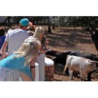 visit an andalusian horse breeding farm in ronda