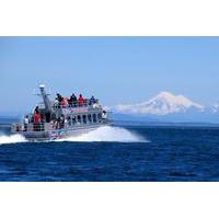 victoria shore excursion whale watching cruise with expert naturalist  ...