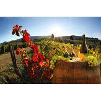 Vinci Chianti Wine and Aperitivo Small Group Tour from Pisa