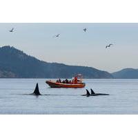 Victoria Whale Watching Tour by Zodiac