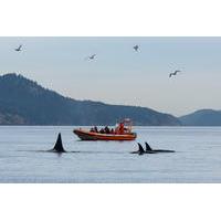 victoria whale watching tour by zodiac