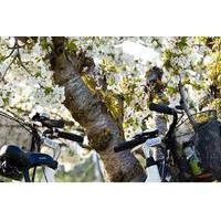 Visit of Provence and the Carrieres de Lumieres by Electric Bike from Saint-Rémy-de-Provence