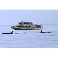 Victoria Shore Excursion: Whale-Watching Cruise and Butchart Gardens Admission