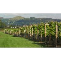 vineyard tour and wine tasting for two at kerry vale vineyard shropshi ...