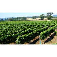 Vineyard Tour, Wine Tasting and Afternoon Tea for Two at Kerry Vale Vineyard