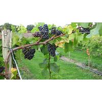 Vineyard Tour and Wine Tasting for Two at Wraxall Vineyard, Somerset
