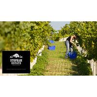 Vineyard Tour, Wine Tasting and Lunch for Two at Stopham Vineyard, West Sussex