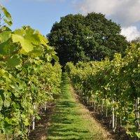 vineyard tour and tasting with lunch or afternoon tea for two special  ...
