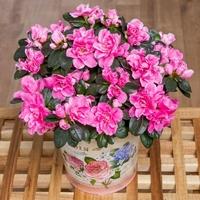 Vintage Pink Azalea