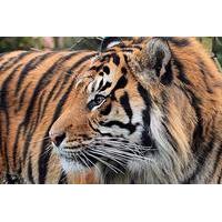 Visit ZSL London Zoo with Lunch at Strada for Two