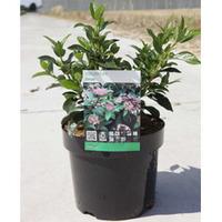 Viburnum tinus (Large Plant) - 1 x 10 litre potted viburnum plant