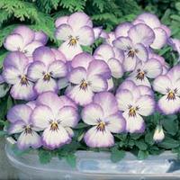 Viola x hybrida \'Magnifico\' F1 Hybrid - 1 packet (20 Viola seeds)