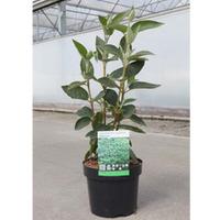 Viburnum lantana \'Mohican\' (Large Plant) - 1 x 12 litre potted viburnum plant