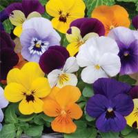 Viola Sorbet \'XP T&M Mixed\' (Garden Ready) - 30 viola garden ready plants