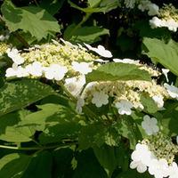 Viburnum sargentii \'Onondaga\' (Large Plant) - 2 x 35 litre potted viburnum plants