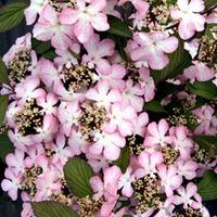 viburnum plicatum f tomentosum molly schroeder large plant 2 x 15 litr ...