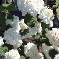 viburnum plicatum f plicatum grandiflorum large plant 2 x 36 litre pot ...