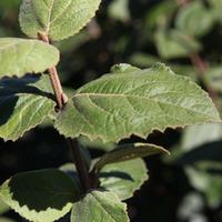 Viburnum carlesii \'Aurora\' (Large Plant) - 2 x 12 litre potted viburnum plants