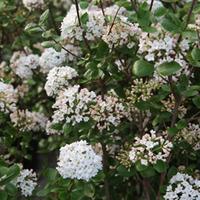 Viburnum x burkwoodii \'Anne Russell\' (Large Plant) - 2 x 3.6 litre potted viburnum plants