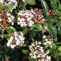 Viburnum tinus \'Spirit\' (Large Plant) - 2 x 10 litre potted viburnum plants