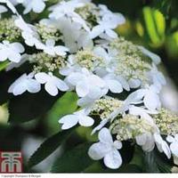 viburnum plicatum f tomentosum kilimanjaro sunrise large plant 3 x 19c ...